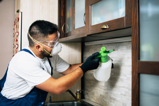 Best Flea Control Services  in Joliet, IL