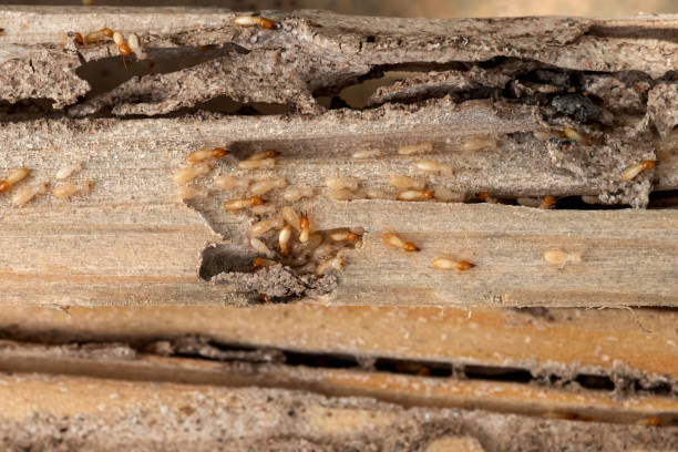 Best Pest Control for Homes  in Joliet, IL